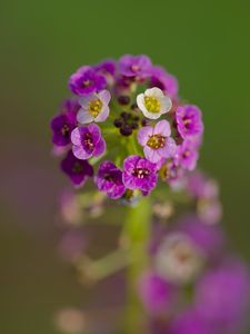 Preview wallpaper alyssum, flowers, purple, inflorescence, blur