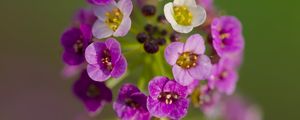 Preview wallpaper alyssum, flowers, purple, inflorescence, blur