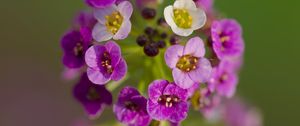 Preview wallpaper alyssum, flowers, purple, inflorescence, blur