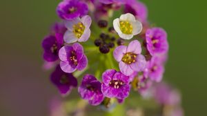 Preview wallpaper alyssum, flowers, purple, inflorescence, blur