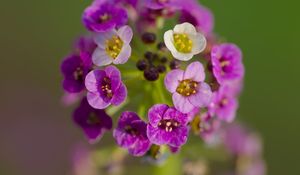 Preview wallpaper alyssum, flowers, purple, inflorescence, blur