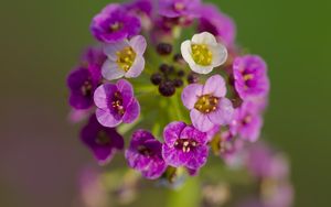 Preview wallpaper alyssum, flowers, purple, inflorescence, blur