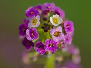 Preview wallpaper alyssum, flowers, purple, inflorescence, blur