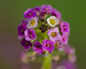 Preview wallpaper alyssum, flowers, purple, inflorescence, blur