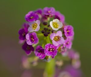 Preview wallpaper alyssum, flowers, purple, inflorescence, blur