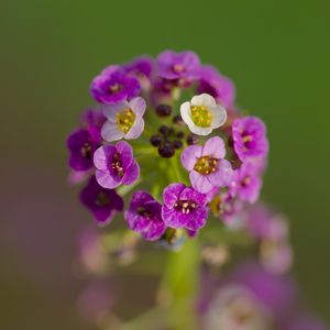 Preview wallpaper alyssum, flowers, purple, inflorescence, blur