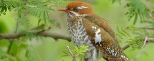 Preview wallpaper amadina, branches, trees, leaves, bird