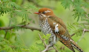 Preview wallpaper amadina, branches, trees, leaves, bird