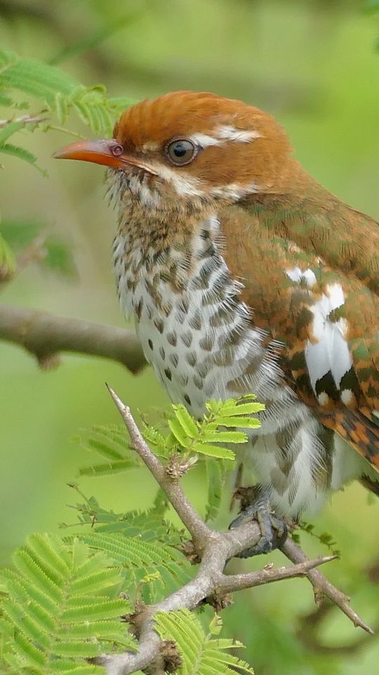 540x960 Wallpaper amadina, branches, trees, leaves, bird