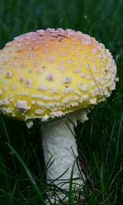 Preview wallpaper amanita, grass, mushroom, plant