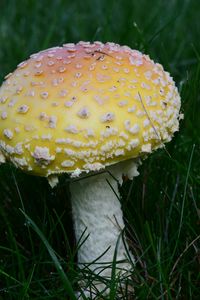 Preview wallpaper amanita, grass, mushroom, plant