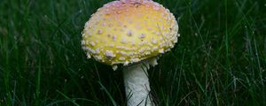 Preview wallpaper amanita, grass, mushroom, plant