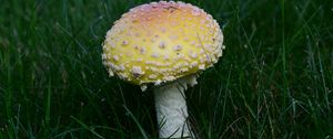 Preview wallpaper amanita, grass, mushroom, plant