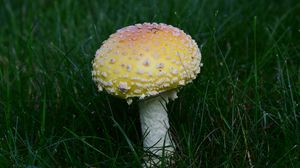 Preview wallpaper amanita, grass, mushroom, plant