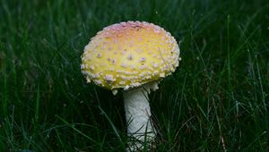 Preview wallpaper amanita, grass, mushroom, plant