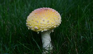 Preview wallpaper amanita, grass, mushroom, plant