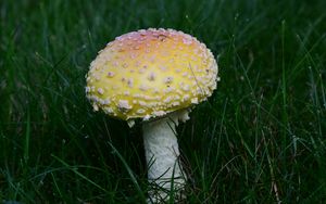 Preview wallpaper amanita, grass, mushroom, plant