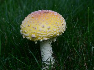 Preview wallpaper amanita, grass, mushroom, plant