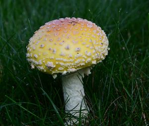 Preview wallpaper amanita, grass, mushroom, plant