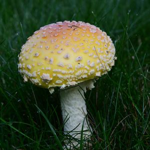 Preview wallpaper amanita, grass, mushroom, plant