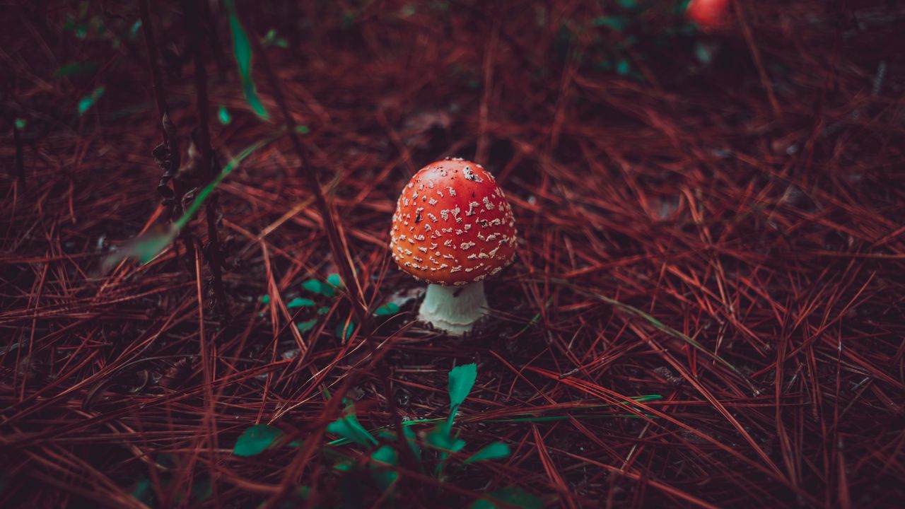 Wallpaper amanita, mushroom, grass, autumn