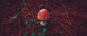 Preview wallpaper amanita, mushroom, grass, autumn