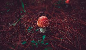 Preview wallpaper amanita, mushroom, grass, autumn