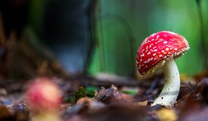 Preview wallpaper amanita, mushroom, macro