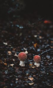 Preview wallpaper amanitas, mushrooms, autumn, forest, foliage, blur