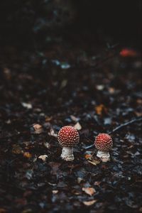 Preview wallpaper amanitas, mushrooms, autumn, forest, foliage, blur