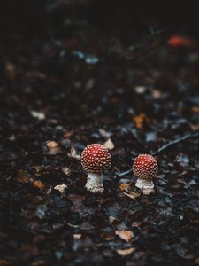 Preview wallpaper amanitas, mushrooms, autumn, forest, foliage, blur