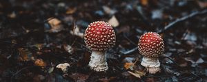 Preview wallpaper amanitas, mushrooms, autumn, forest, foliage, blur