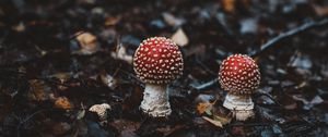 Preview wallpaper amanitas, mushrooms, autumn, forest, foliage, blur