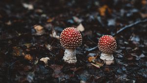 Preview wallpaper amanitas, mushrooms, autumn, forest, foliage, blur