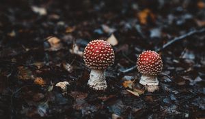 Preview wallpaper amanitas, mushrooms, autumn, forest, foliage, blur