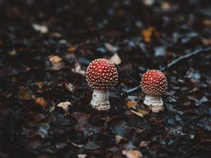 Preview wallpaper amanitas, mushrooms, autumn, forest, foliage, blur