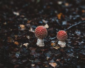 Preview wallpaper amanitas, mushrooms, autumn, forest, foliage, blur