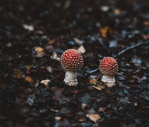 Preview wallpaper amanitas, mushrooms, autumn, forest, foliage, blur