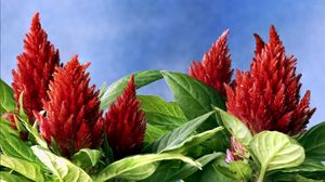 Preview wallpaper amaranth, red, green, sky, close-up