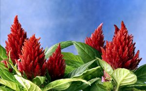 Preview wallpaper amaranth, red, green, sky, close-up