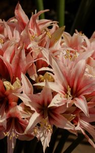 Preview wallpaper amaryllis, buds, stamens, colorful