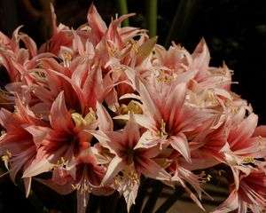 Preview wallpaper amaryllis, buds, stamens, colorful