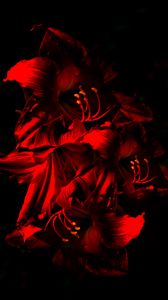 Preview wallpaper amaryllis, flower, bloom, red, dark