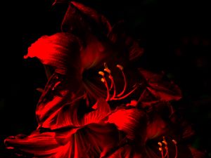 Preview wallpaper amaryllis, flower, bloom, red, dark