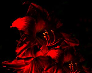 Preview wallpaper amaryllis, flower, bloom, red, dark