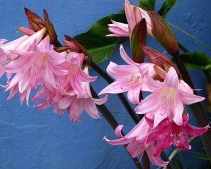 Preview wallpaper amaryllis, flower buds, close-up