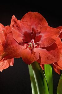Preview wallpaper amaryllis, flower, licentious, bud, stem