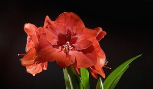 Preview wallpaper amaryllis, flower, licentious, bud, stem