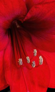 Preview wallpaper amaryllis, flower, pollen, macro, red
