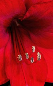 Preview wallpaper amaryllis, flower, pollen, macro, red